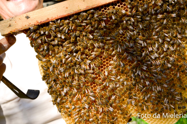 Eventi Mielerie Aperte